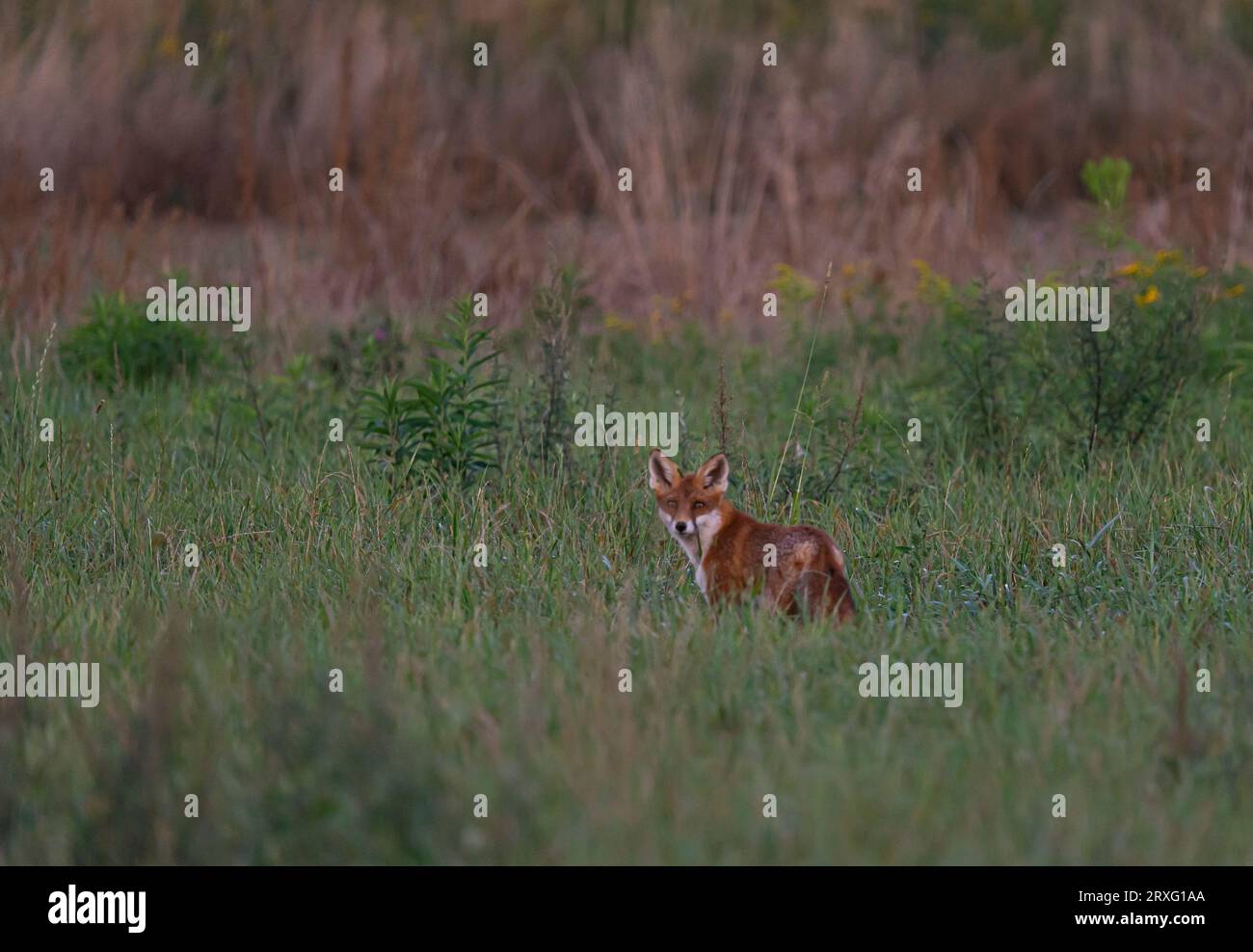 Fuchs in der Natur - Fuchsjagd Stockfoto