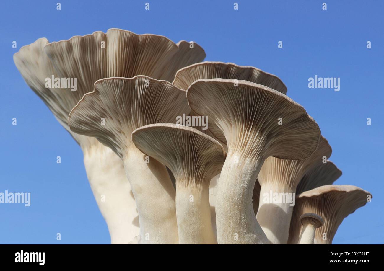 King Oyster Mushroom Fruiting Body - Pleurotus eryngii Stockfoto