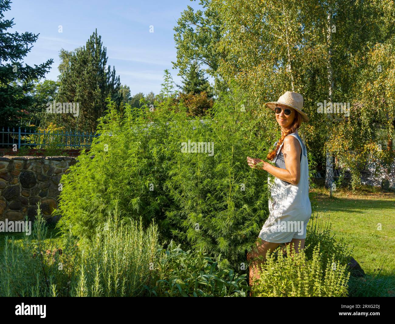 Frau im Kräuterbett, Heilkräuter im Garten, Gartenarbeit im Kräutergarten mit Strohhut und Sonnenbrille, Deutschland Stockfoto