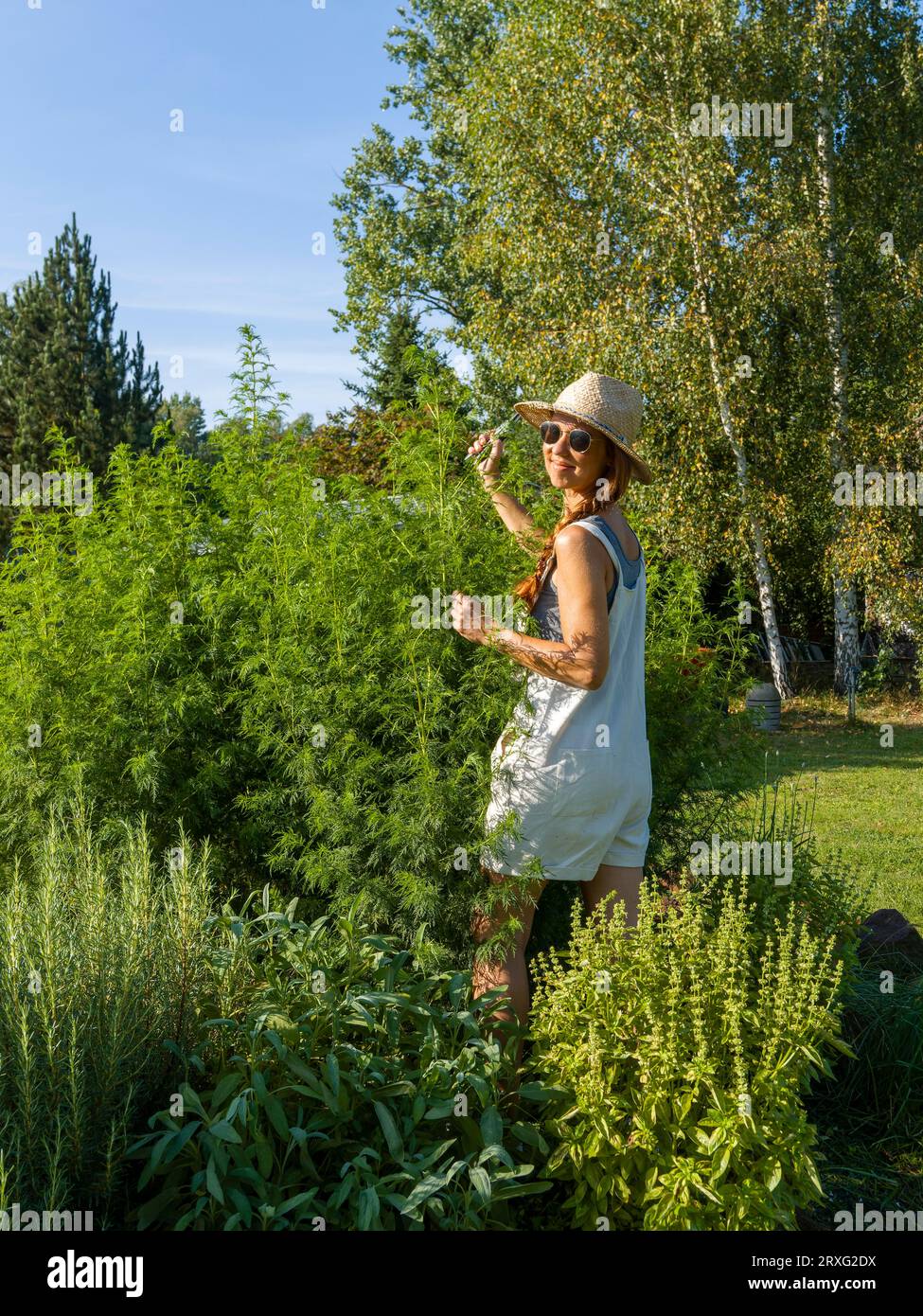 Frau im Kräuterbett, Heilkräuter im Garten, Gartenarbeit im Kräutergarten mit Strohhut und Sonnenbrille, Deutschland, Europa Stockfoto