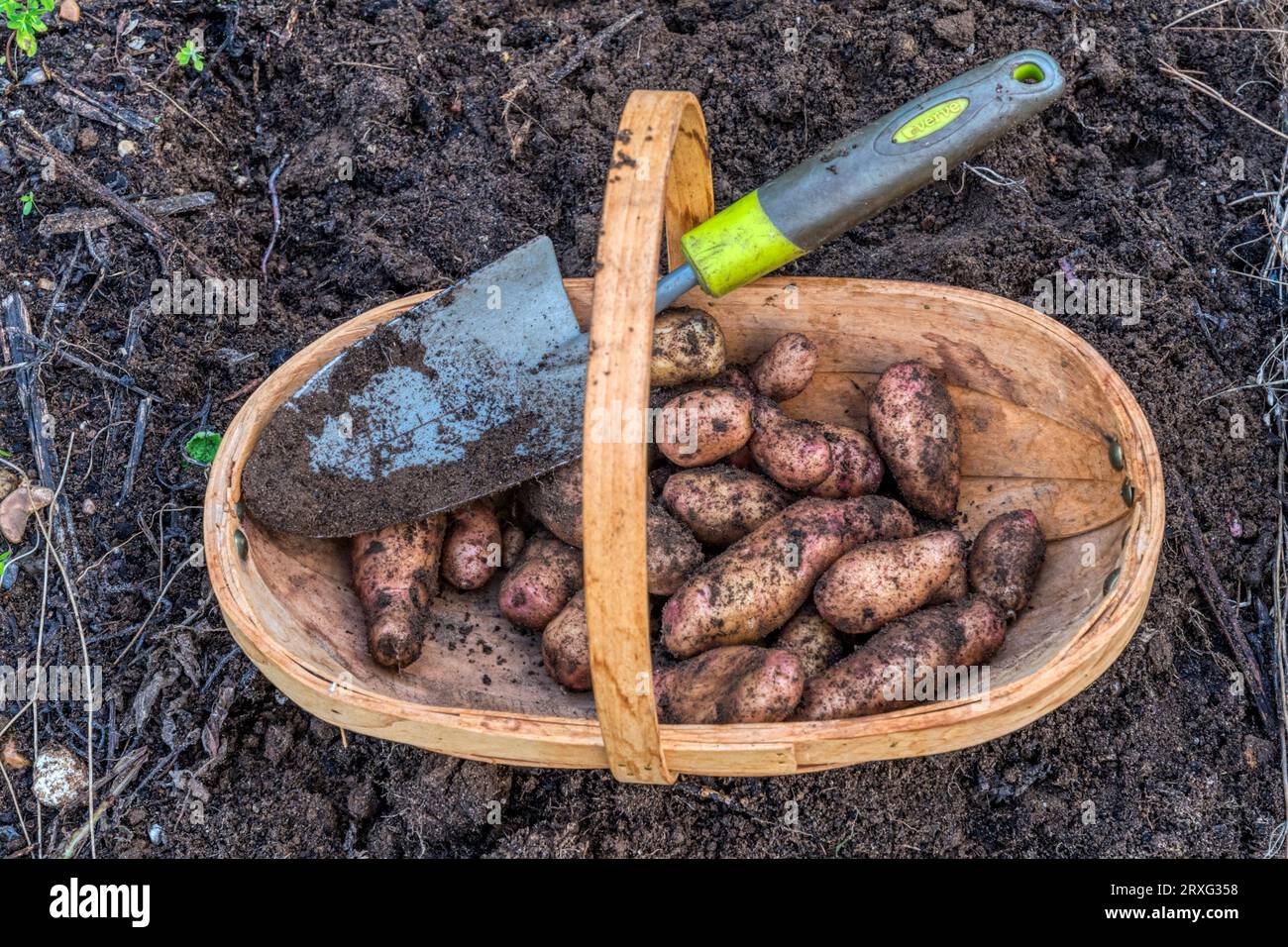 Ein trug, der frisch gegrabene Apfelkartoffeln aus rosa Tannen ansetzt. Stockfoto