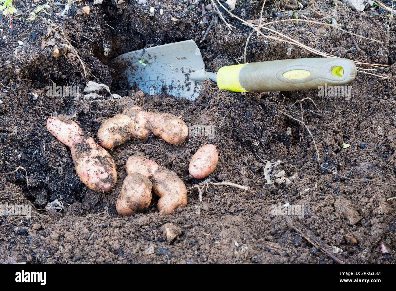 Frisch gegrabene Apfelkartoffeln aus rosa Tannen. Stockfoto