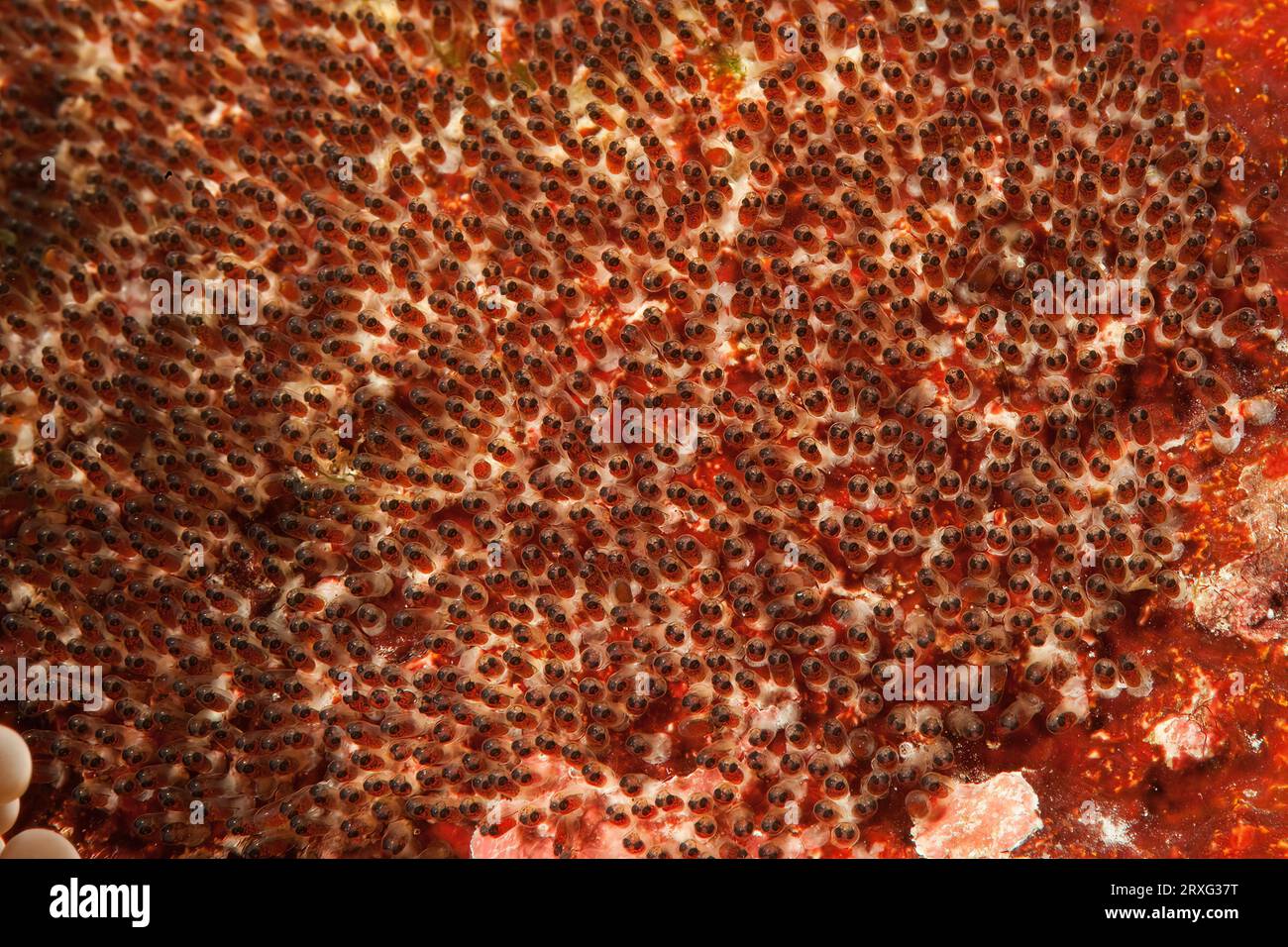 Nahaufnahme der Eikupplung mit gut entwickelten Embryonen mit Augen von Anemonenfischen-Orangen-Flossen-Clownfischen (Amphiprion chrysopterus), Pazifik Stockfoto