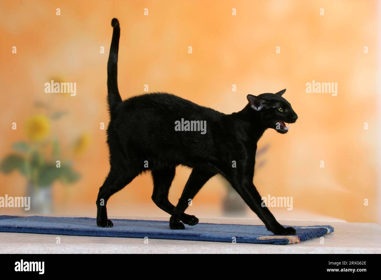 Orientalische Kurzhaarkatze, schwarz, Ebenholz Stockfoto