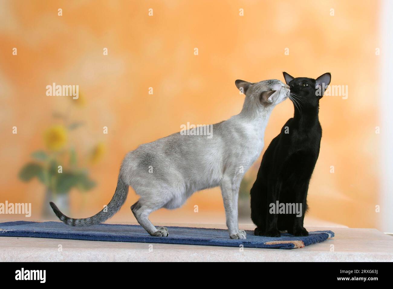 Siamkatze, Robbenkatze, tortie-Tabby-Point und orientalische Kurzhaarkatze, schwarz, siamesisch, siamesisch, OKH, orientalisches Kurzhaar, Ebenholz Stockfoto