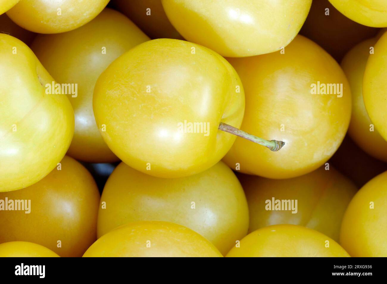 Pflaumen (Prunus domestica var. Syriaka) Stockfoto