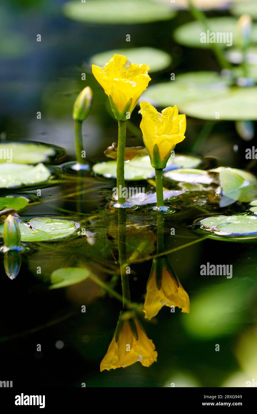 Gesäumte Seerose, Wasserfranse (Nymphoides peltata), Deutschland Stockfoto