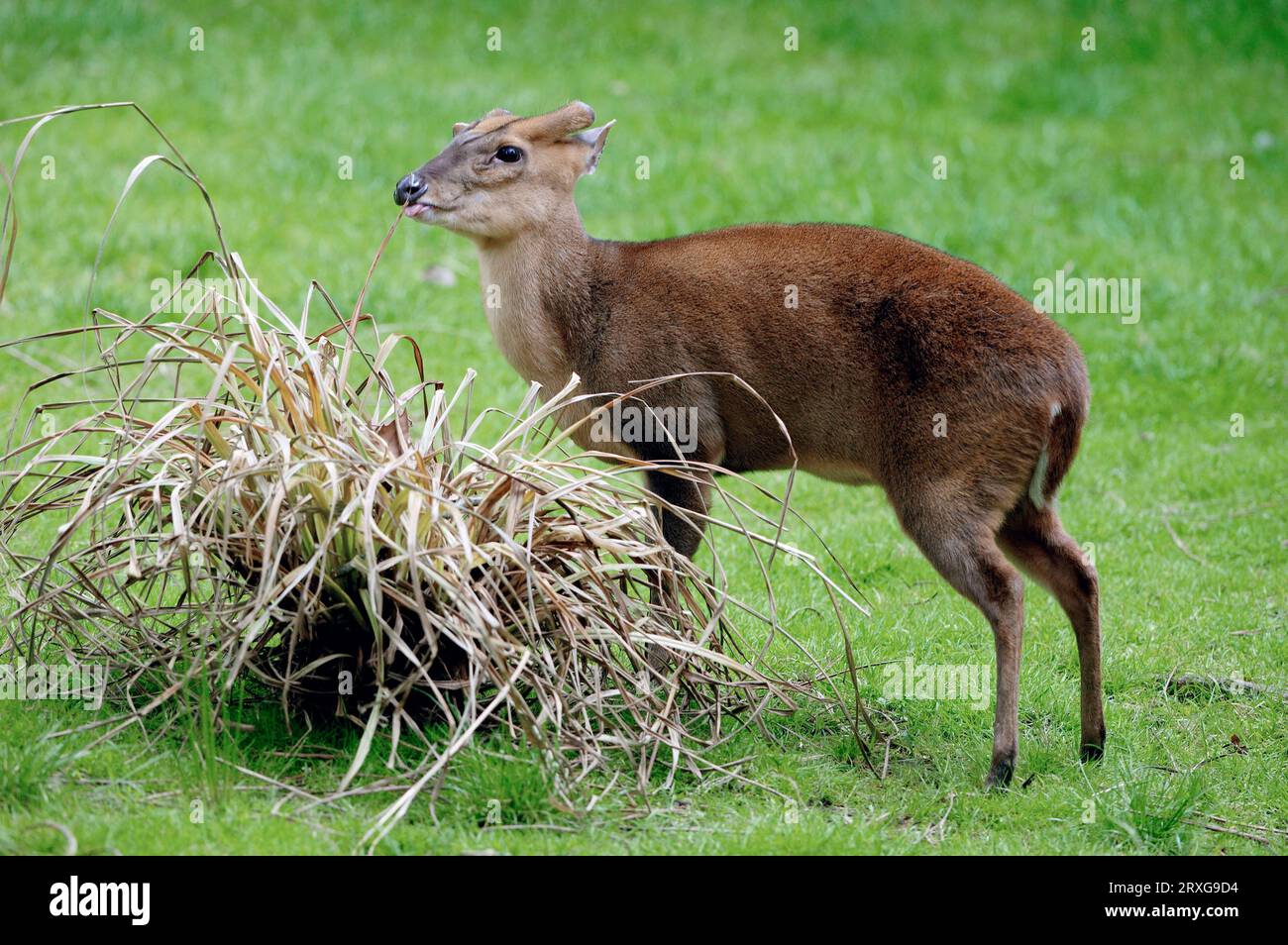 Chinesischer Muntjak (Muntiacus muntjak reevesi), Muntjak von Reeve Stockfoto