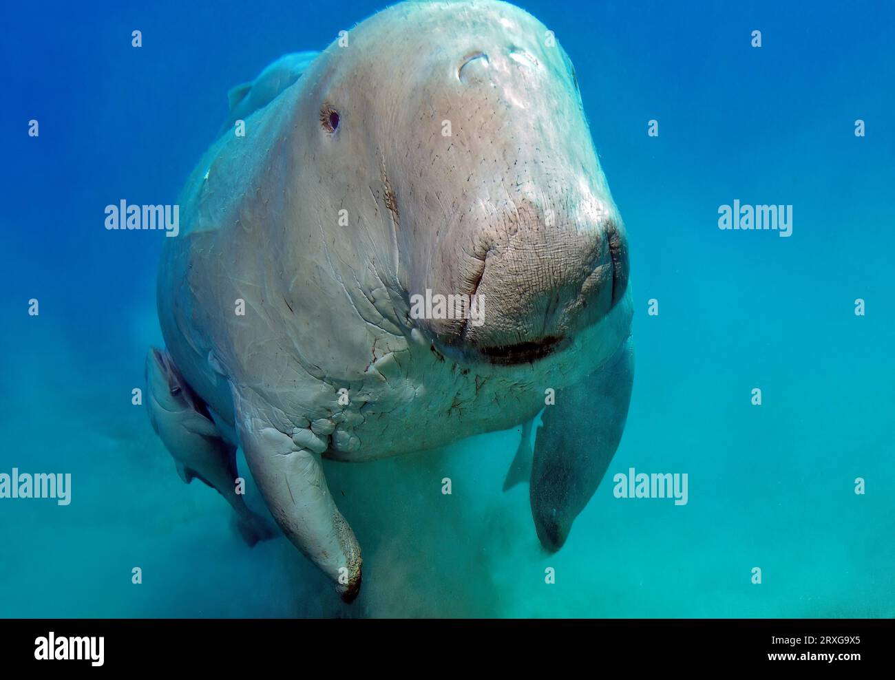 Nahaufnahme einer Seekuh mit Gabelschwanz (Dugong dugong), die direkt vor dem Betrachter, dem Roten Meer, Abu Dabab, Marsa Alam, Ägypten, schwimmt Stockfoto