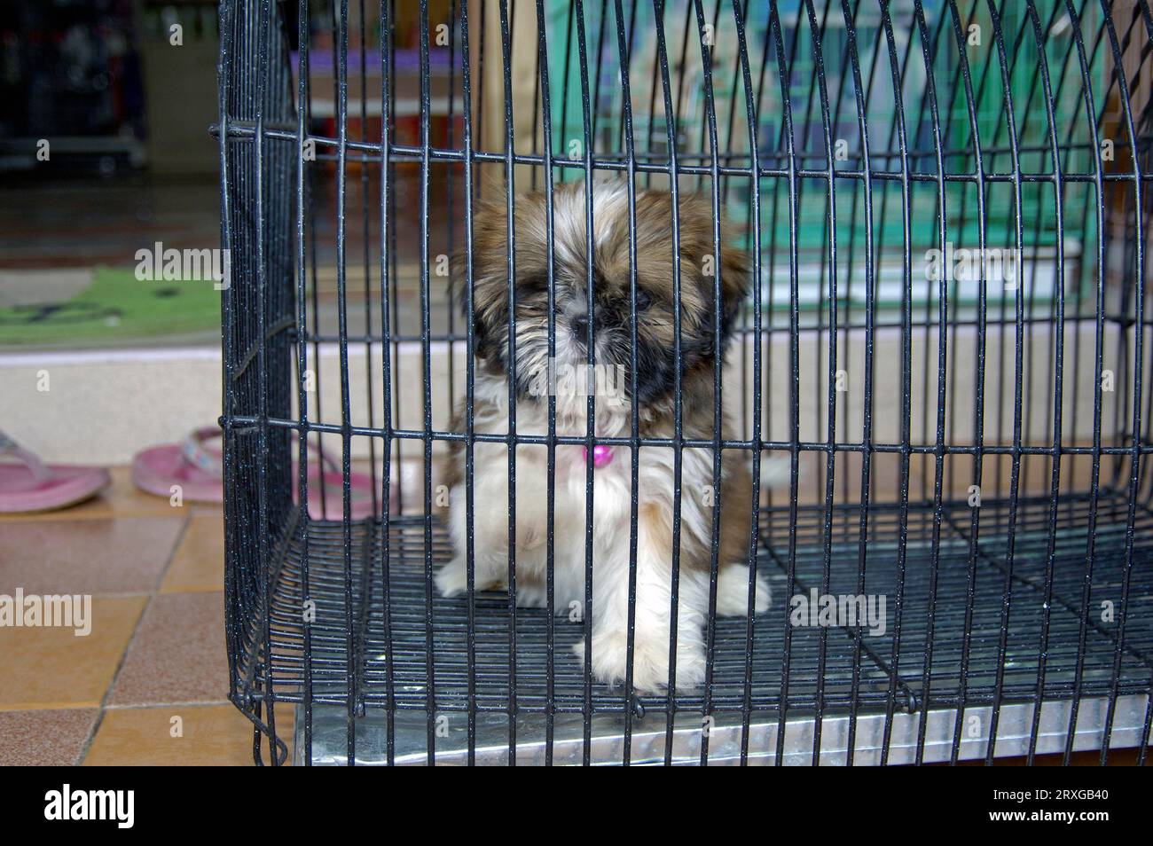 Hündchen im Käfig zu verkaufen, Pat Chong Markt, Thailand, Hündchen im Käfig zu verkaufen, Pat Chong Markt, Thailand Stockfoto