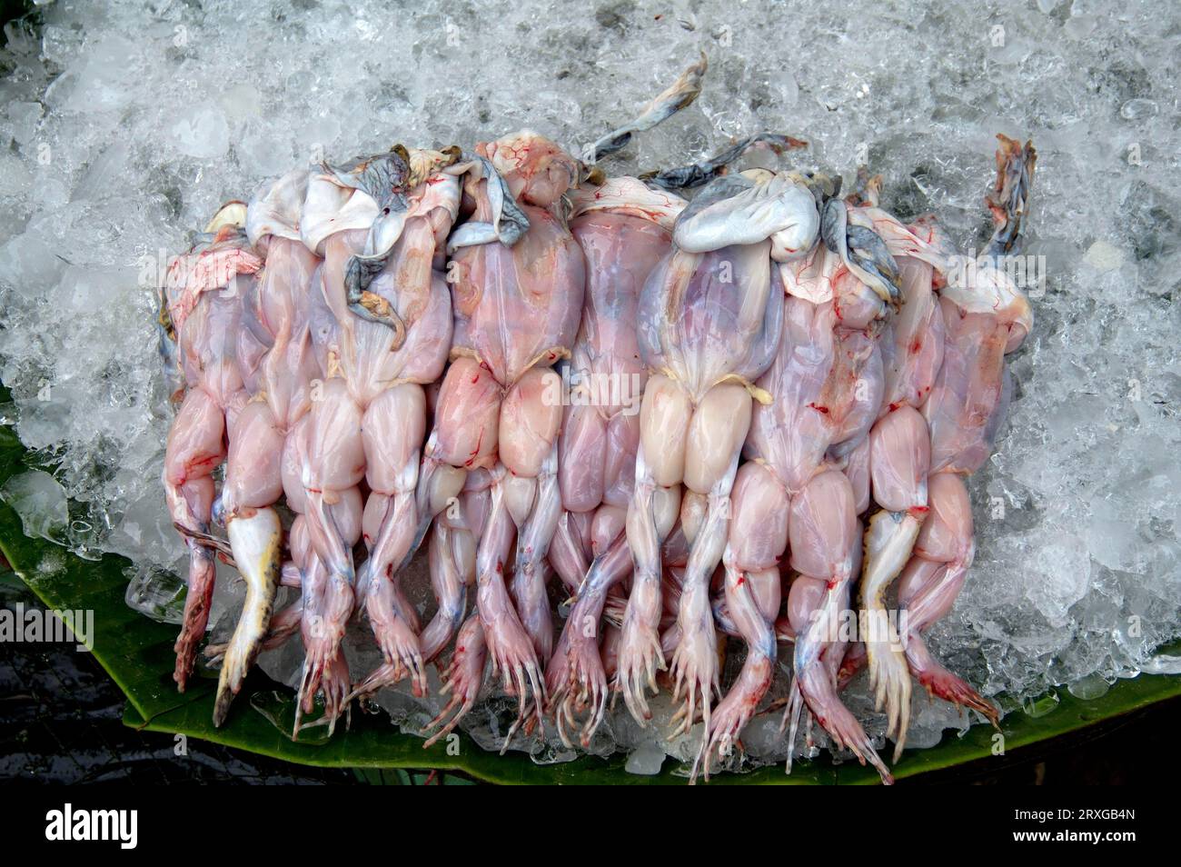 Frösche am Marktstand, Pat Chong Markt, Thailand Stockfoto