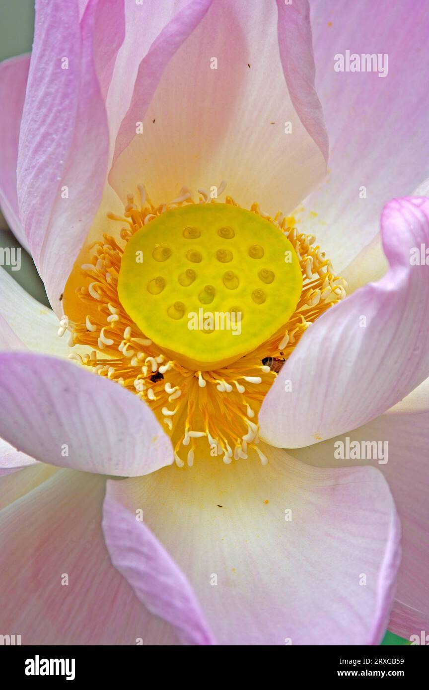 Ostindischer Lotus (Nelumbo nucifera), Lotusblüte, Lotus, Thailand, indischer Lotus, Thailand Stockfoto