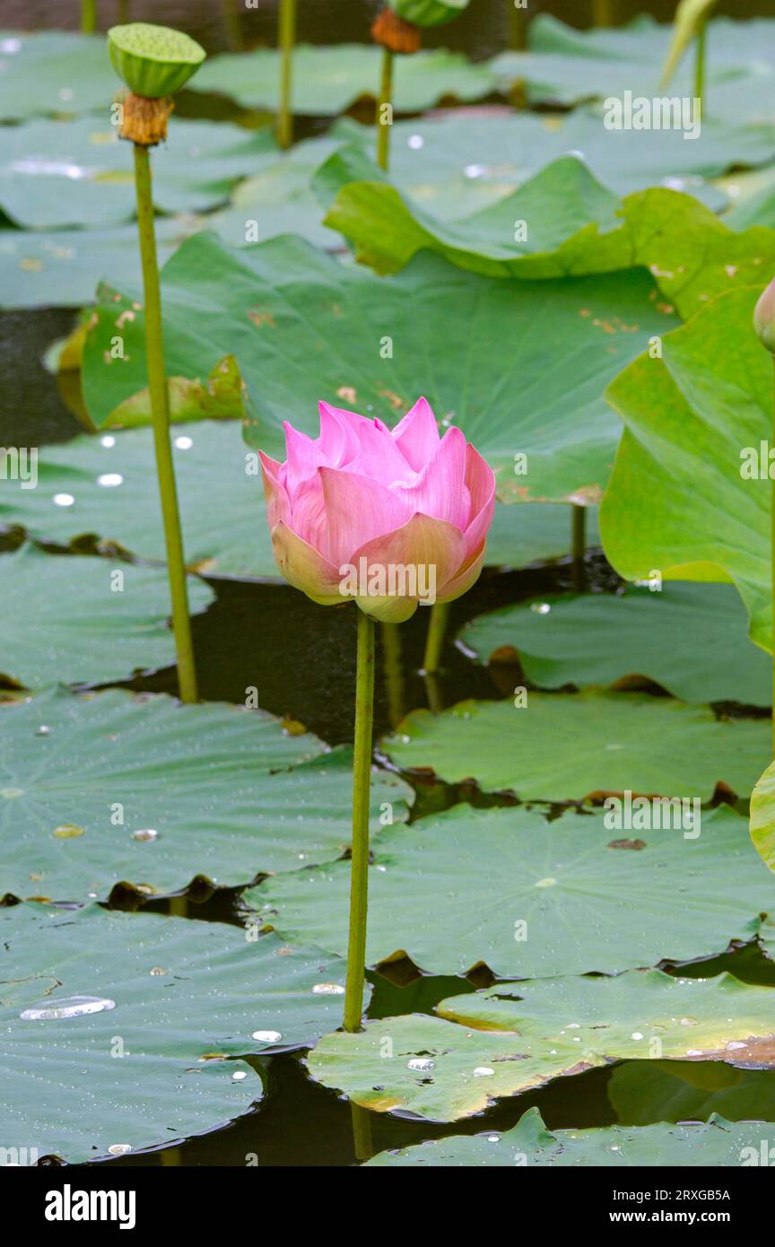 Ostindischer Lotus (Nelumbo nucifera), Thailand Stockfoto