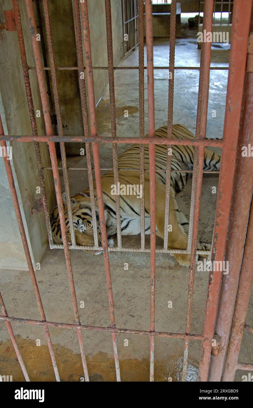 Tiger im Käfig, Tiger Temple, Kanchanaburi, Thailand, Tiger im Käfig, Tiger Temple, Watpa Luangta Bua Yannasumpanno Stockfoto