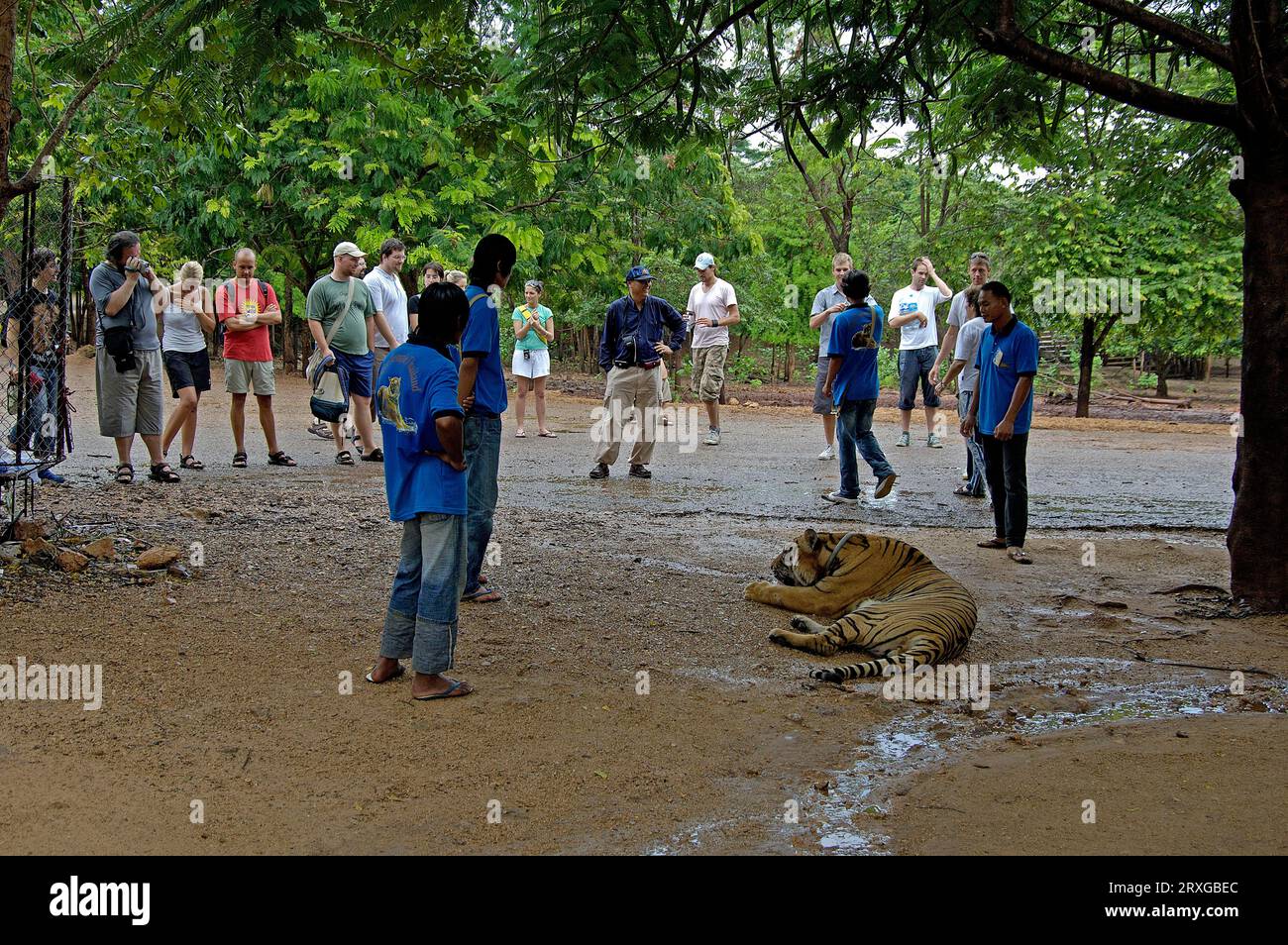 Touristen beobachten Tiger, Tiger Temple, Kanchanaburi, Thailand Stockfoto
