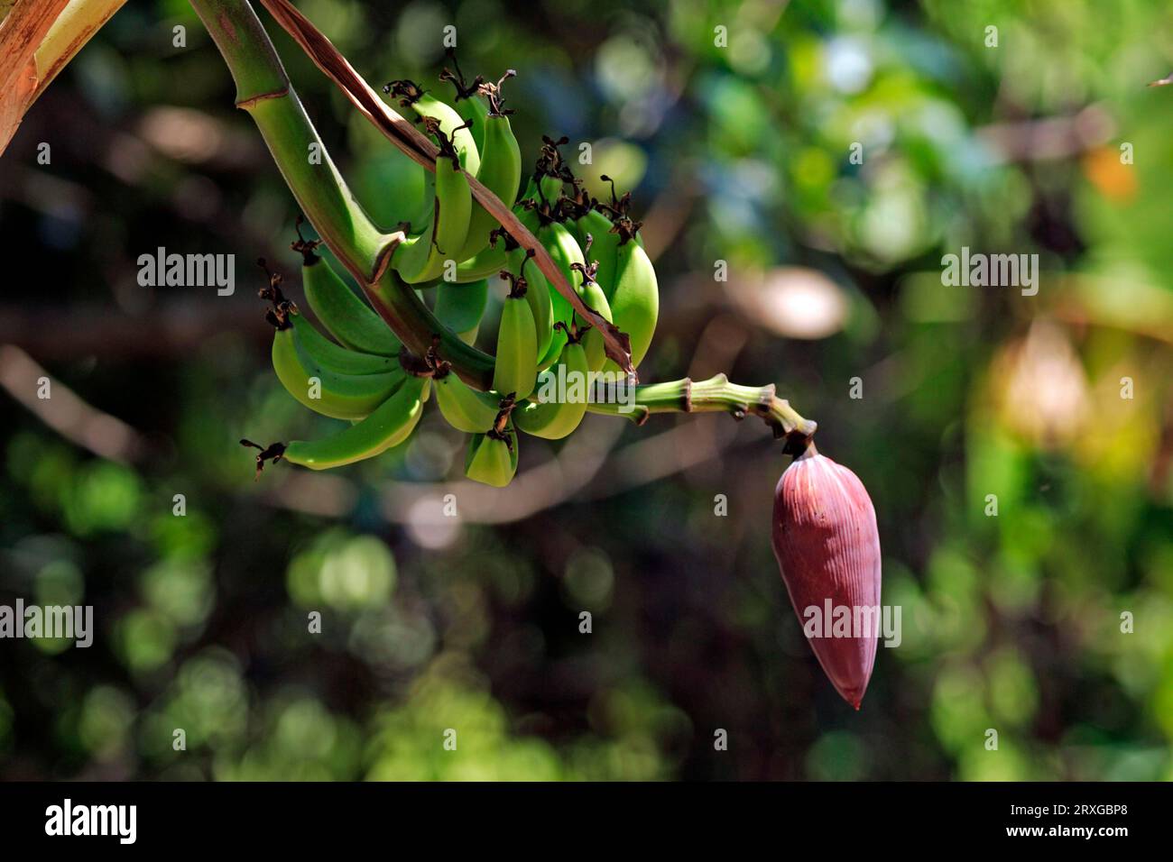 Bananenbaum, Nosy Komba (Musa sapientum), Madagaskar Stockfoto