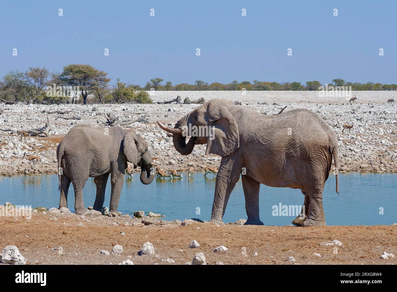 Afrikanische Buschwelefanten (Loxodonta africana), zwei Erwachsene männliche Elefanten und Springböcke (Antidorcas marsupialis), trinken im Okaukuejo Waterhole, Etosha Stockfoto