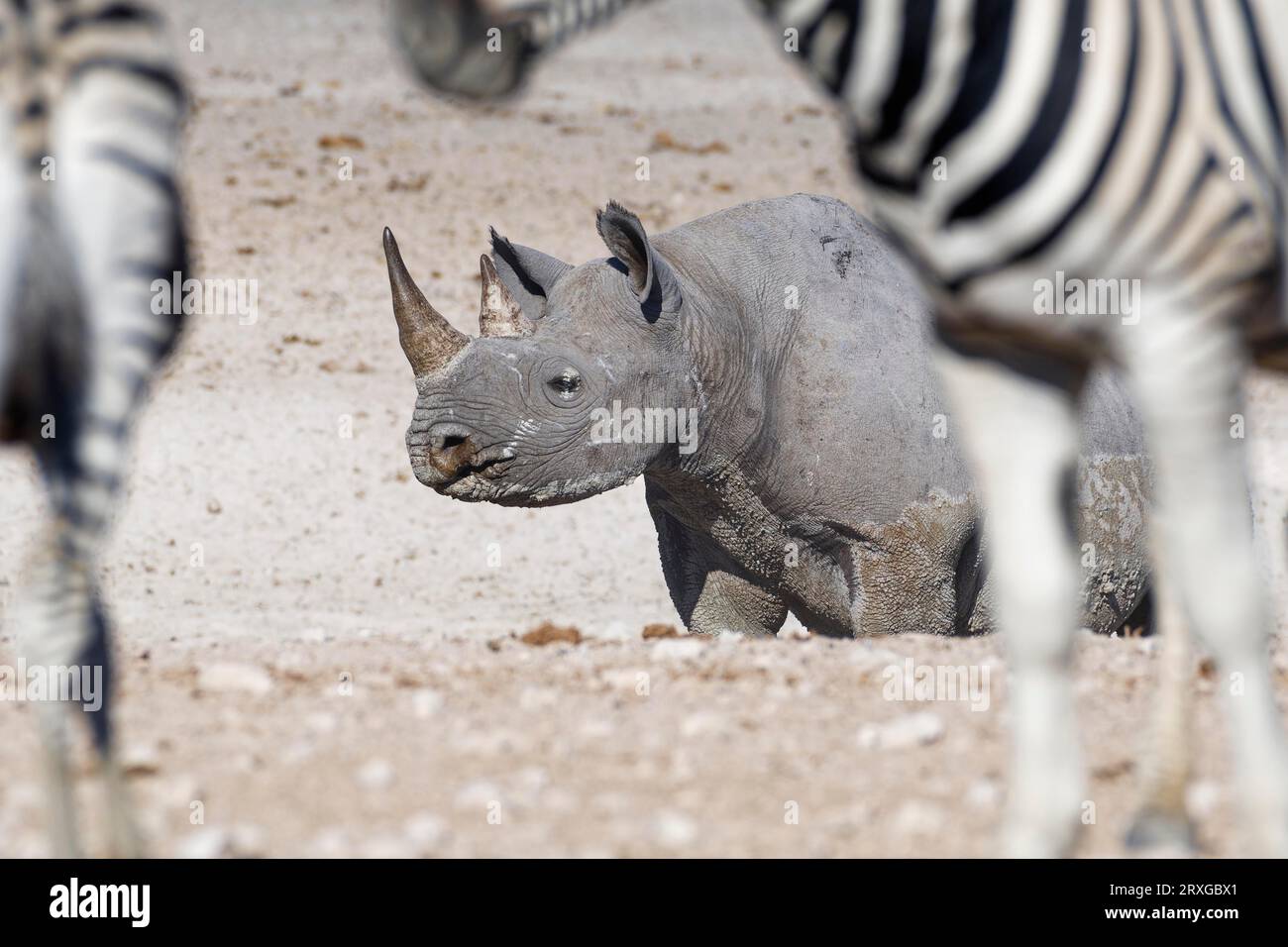 Schwarzes Nashorn (Diceros bicornis), erwachsenes Weibchen, bedeckt mit nassem Schlamm, in der Nähe des Wasserlochs, umgeben von Burchells Zebras (Equus quagga burch Stockfoto