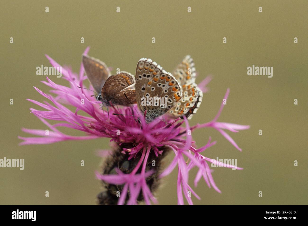 Zwergfalter (Lycaenidae), ON (scabiosa) Stockfoto