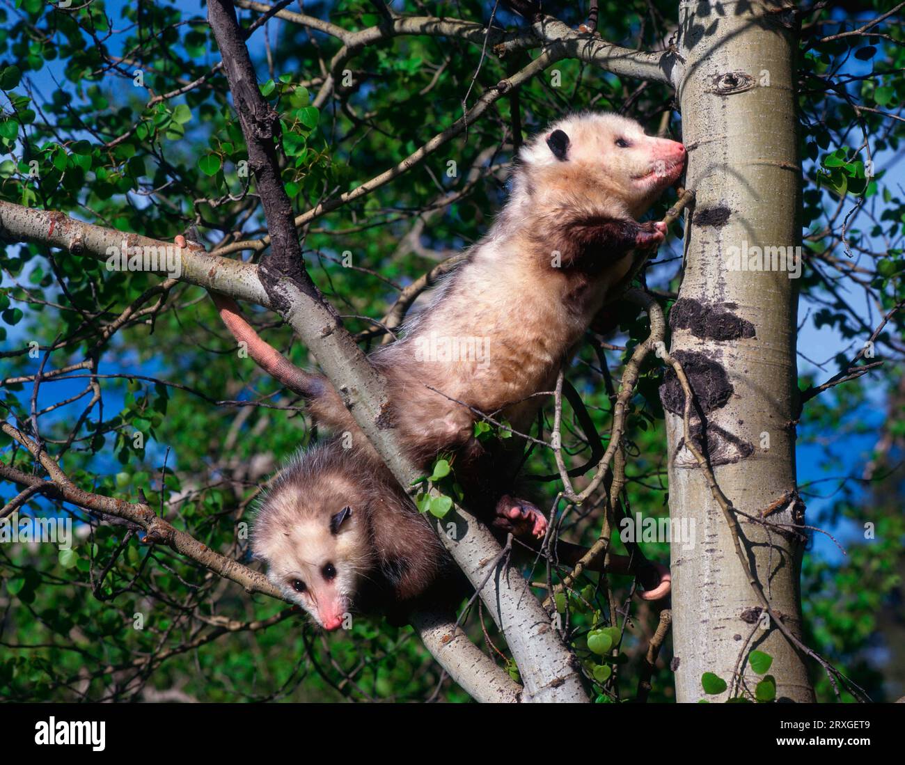 Opossum (Didelphis marsupialis virginiana) Stockfoto