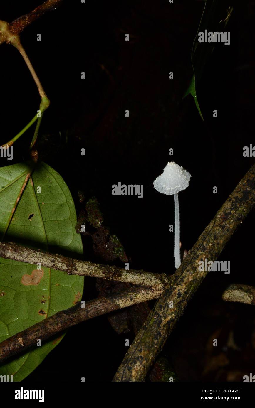 Pilze in feuchten Wäldern Stockfoto