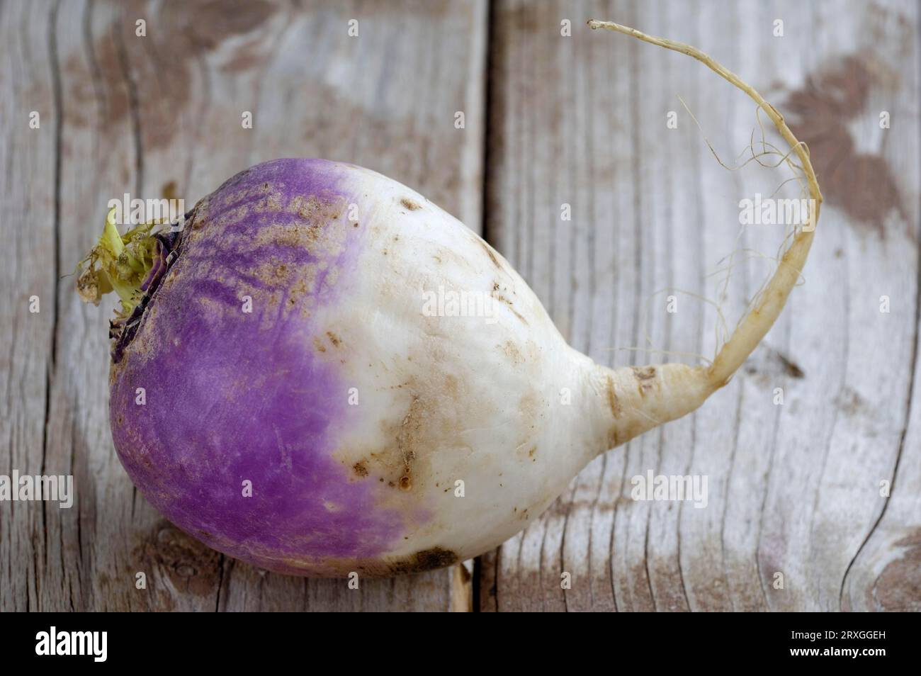 Beta vulgaris var rapa -Fotos und -Bildmaterial in hoher Auflösung – Alamy