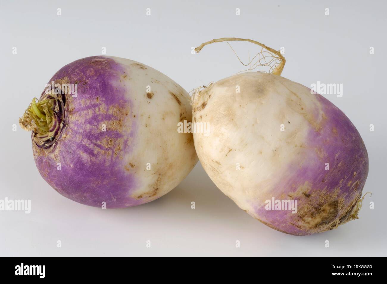 Beta vulgaris var rapa -Fotos und -Bildmaterial in hoher Auflösung – Alamy