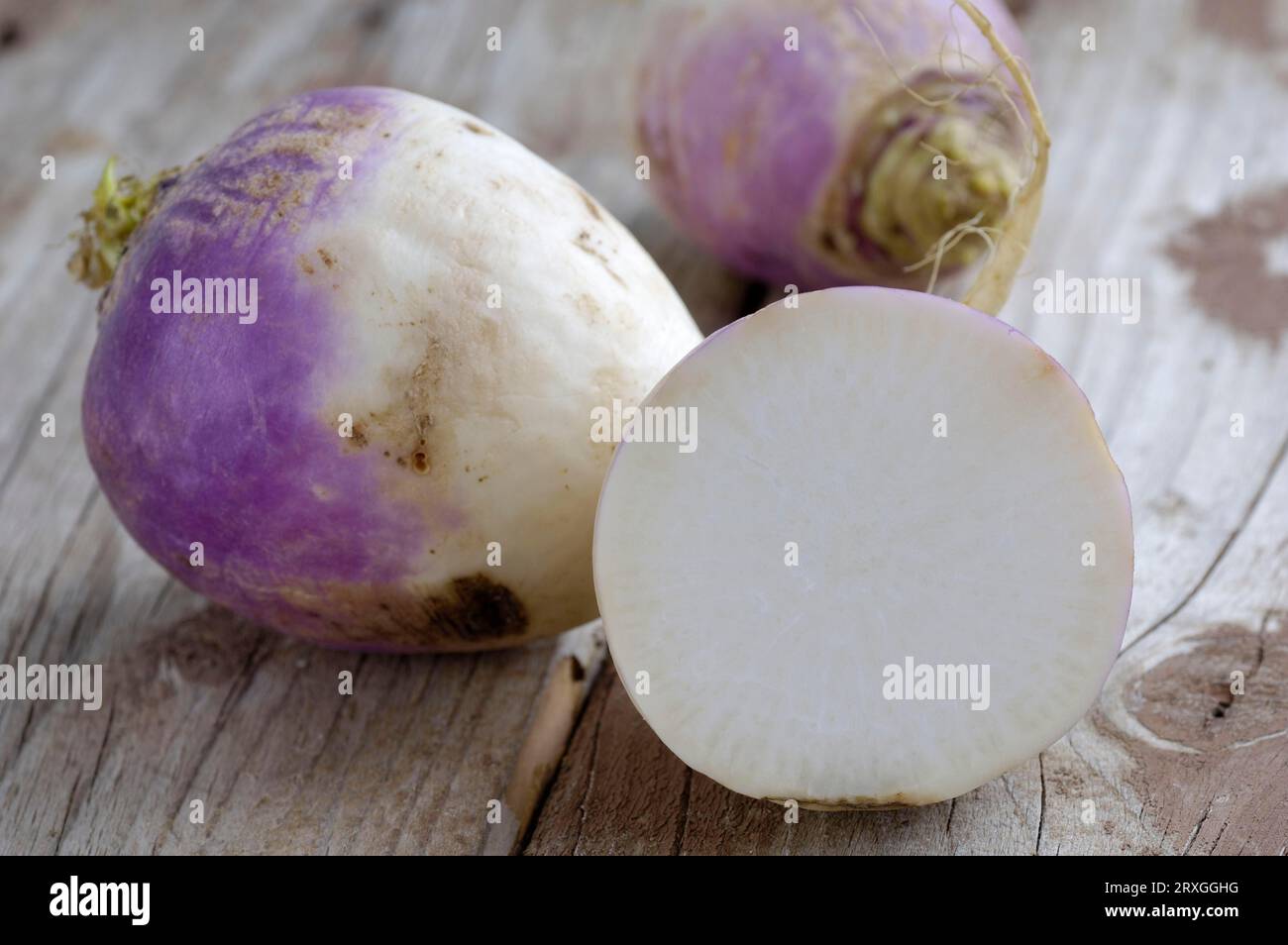 Beta vulgaris var rapa -Fotos und -Bildmaterial in hoher Auflösung – Alamy