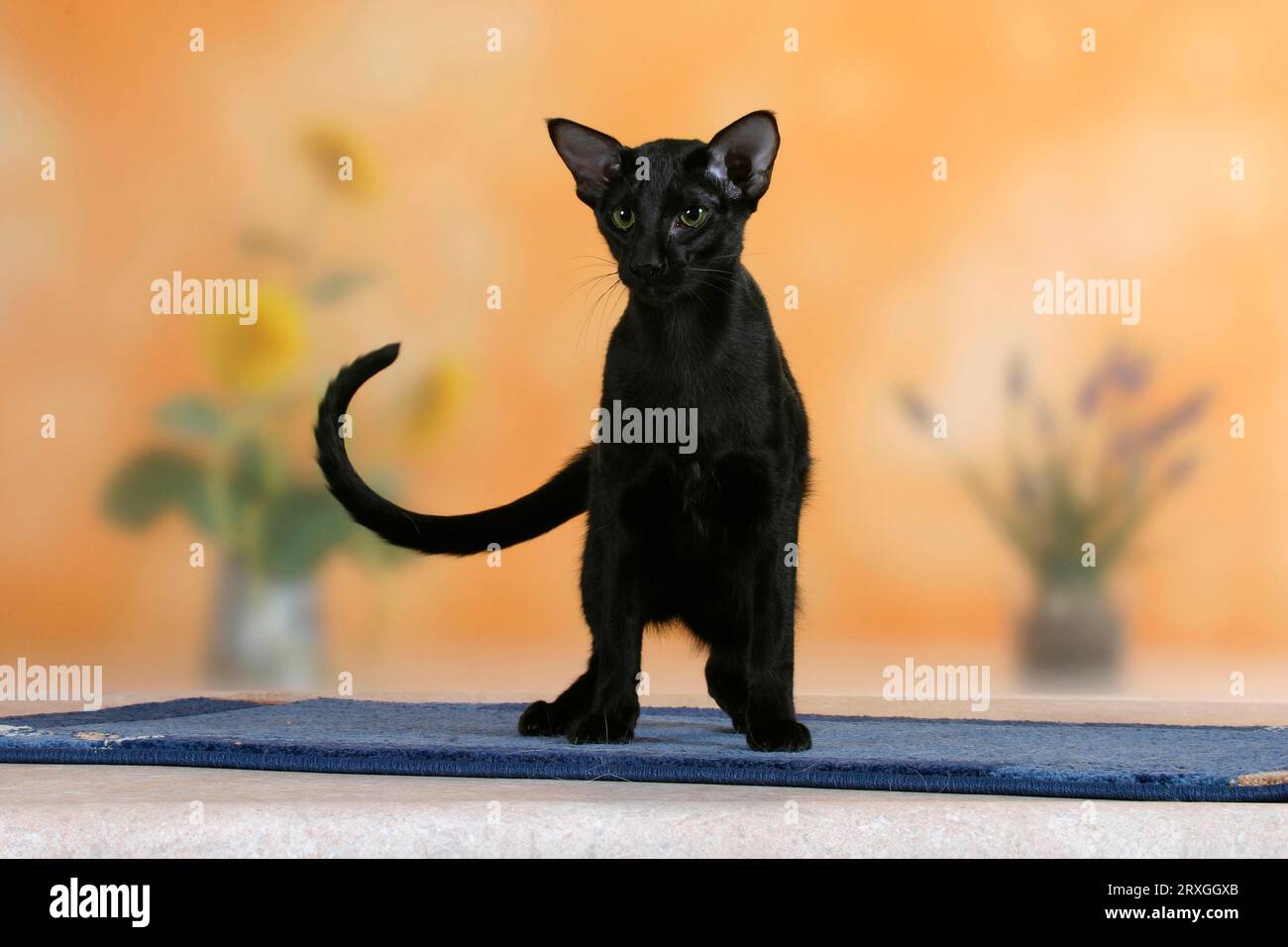 Orientalische Kurzhaarkatze, schwarz, Ebenholz Stockfoto