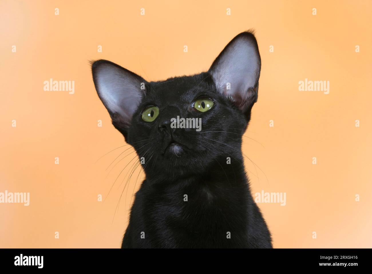 Orientalische Kurzhaarkatze, schwarz, Ebenholz Stockfoto