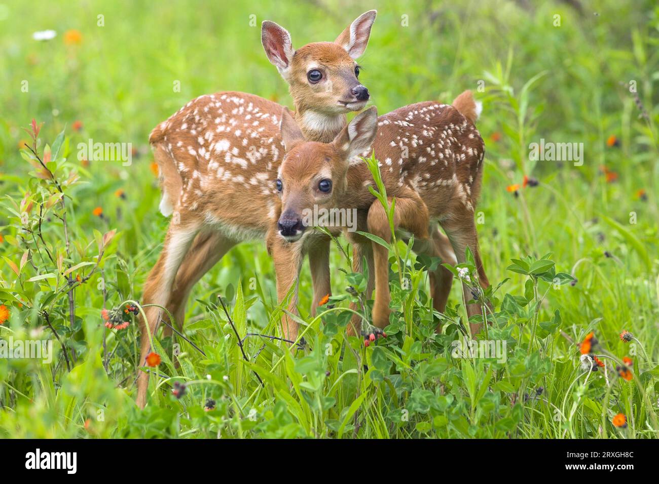 Weißschwanz-Hirsch, Frösche (Odocoileus virginianus), Frösche Stockfoto