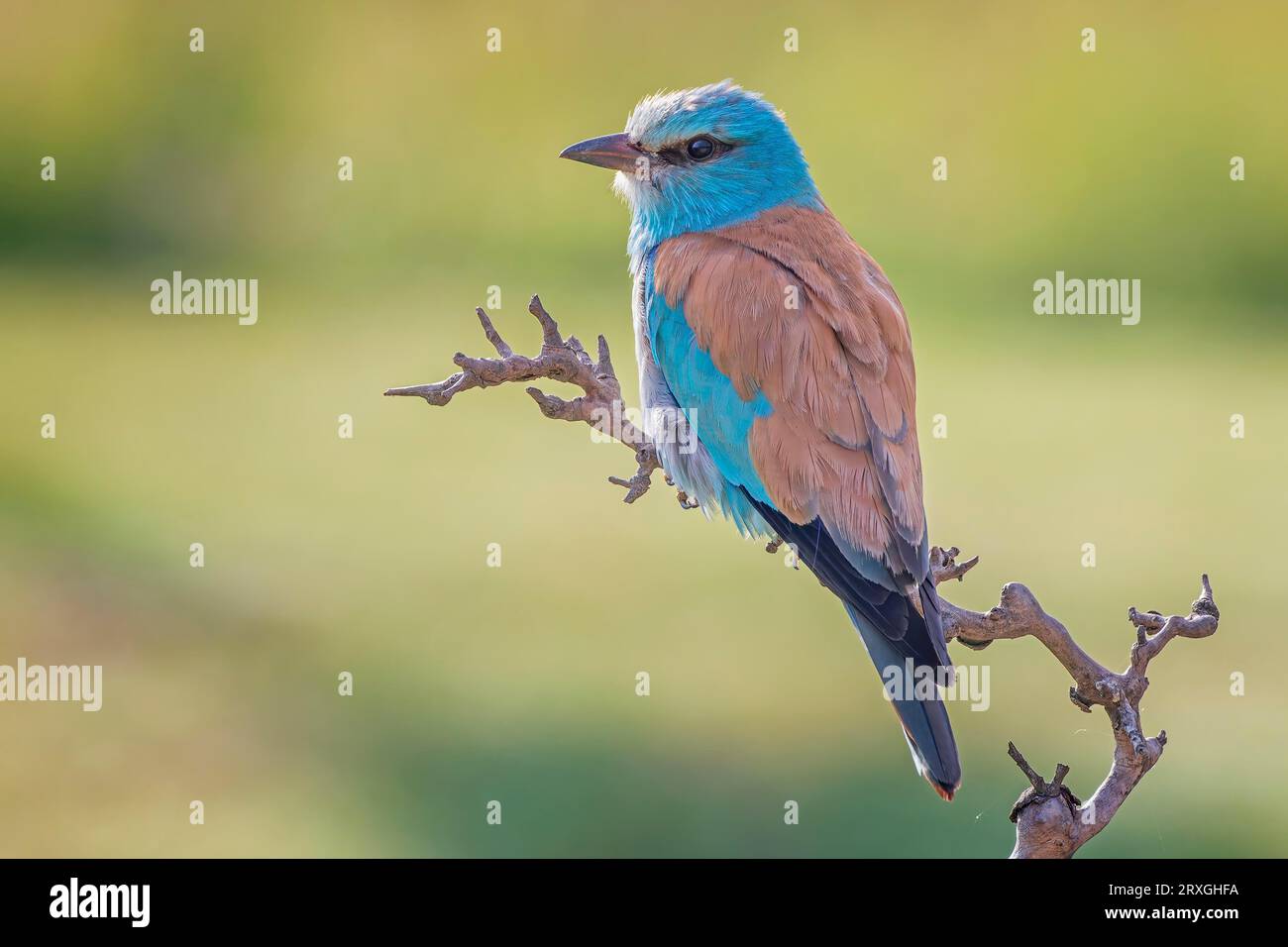 Blue Roller, europäische Walze (Coracias garrulus) Balz, hoch oben, Kiskunsag Nationalpark, Ungarn Stockfoto