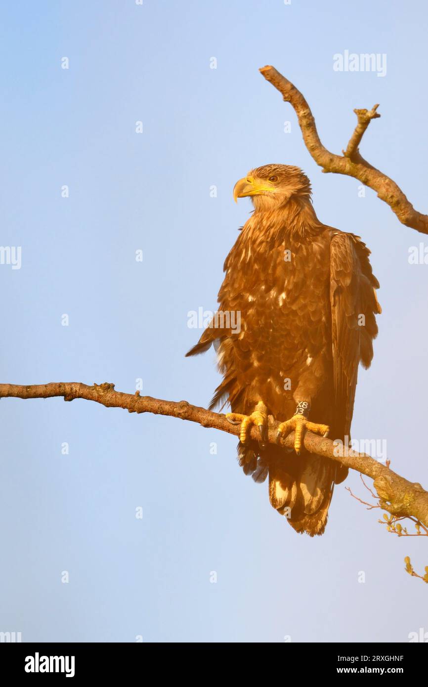 Seeadler (Haliaeetus albicilla), in einem Baum ruhend, Barsch, Naturpark Flusslandschaft Peenetal, Mecklenburg-Vorpommern Stockfoto