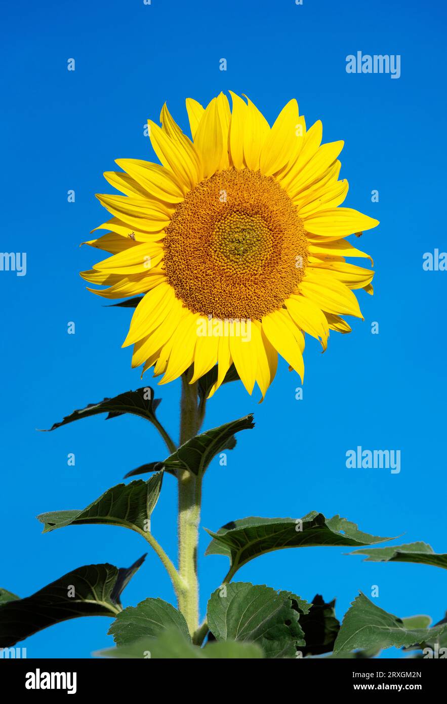 In voller Blüte Sonnenblume. Stockfoto