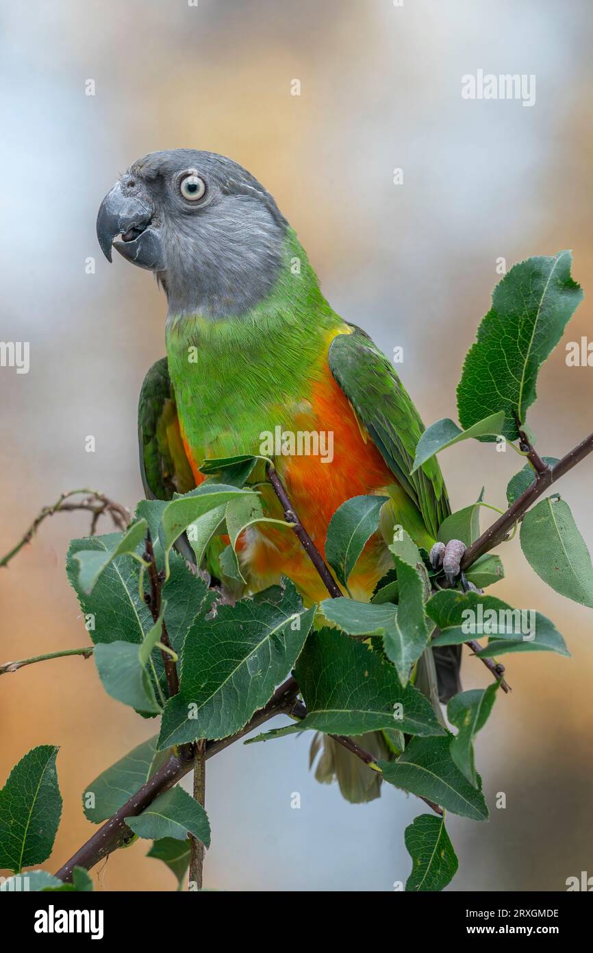 Senegal-Papagei, Poicephalus senegalus Stockfoto