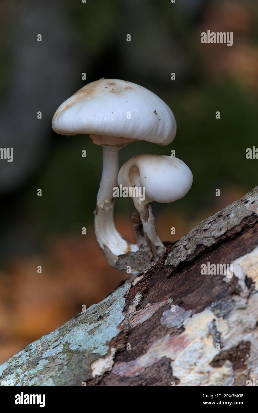 Kleine weiße Pilze auf einer Wurzel, Collybie Visqueuse, Collybie Mucide, Armillaire Visqueuse (Mucidula mucida) Stockfoto