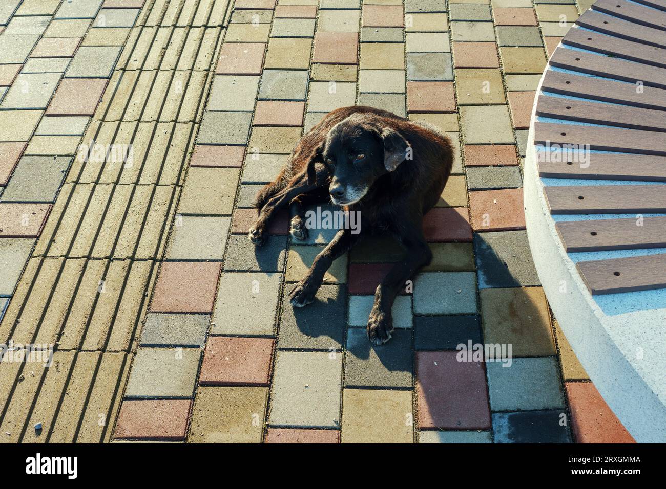 Ein trauriger Hund liegt auf der Straße, allein und verlassen. Stockfoto