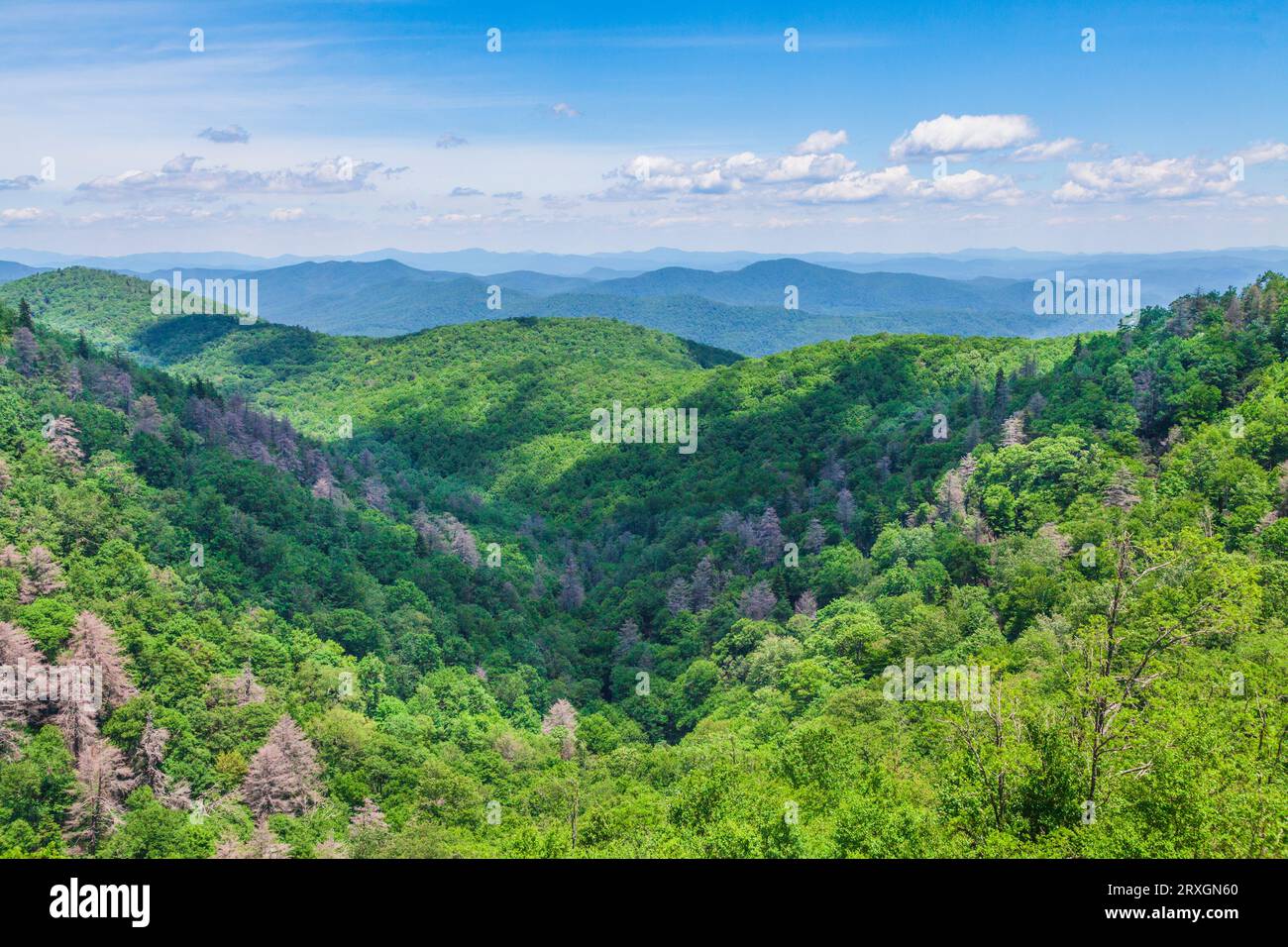 Blick auf den East Fork Pigeon River Overlook (Höhe 4955) vom Blue Ridge Parkway (Nationalpark) in North Carolina. Stockfoto