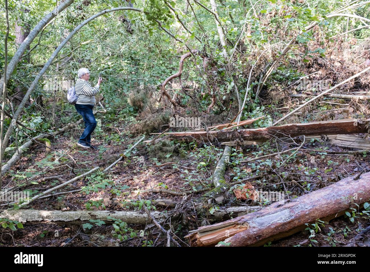 Zerbrochene Bäume sind übereinander gefallen, nachdem am 7. August 2023 ein verheerender Sturm in Lettland den Naturpark Tērvete in Lettland beschädigt hatte Stockfoto