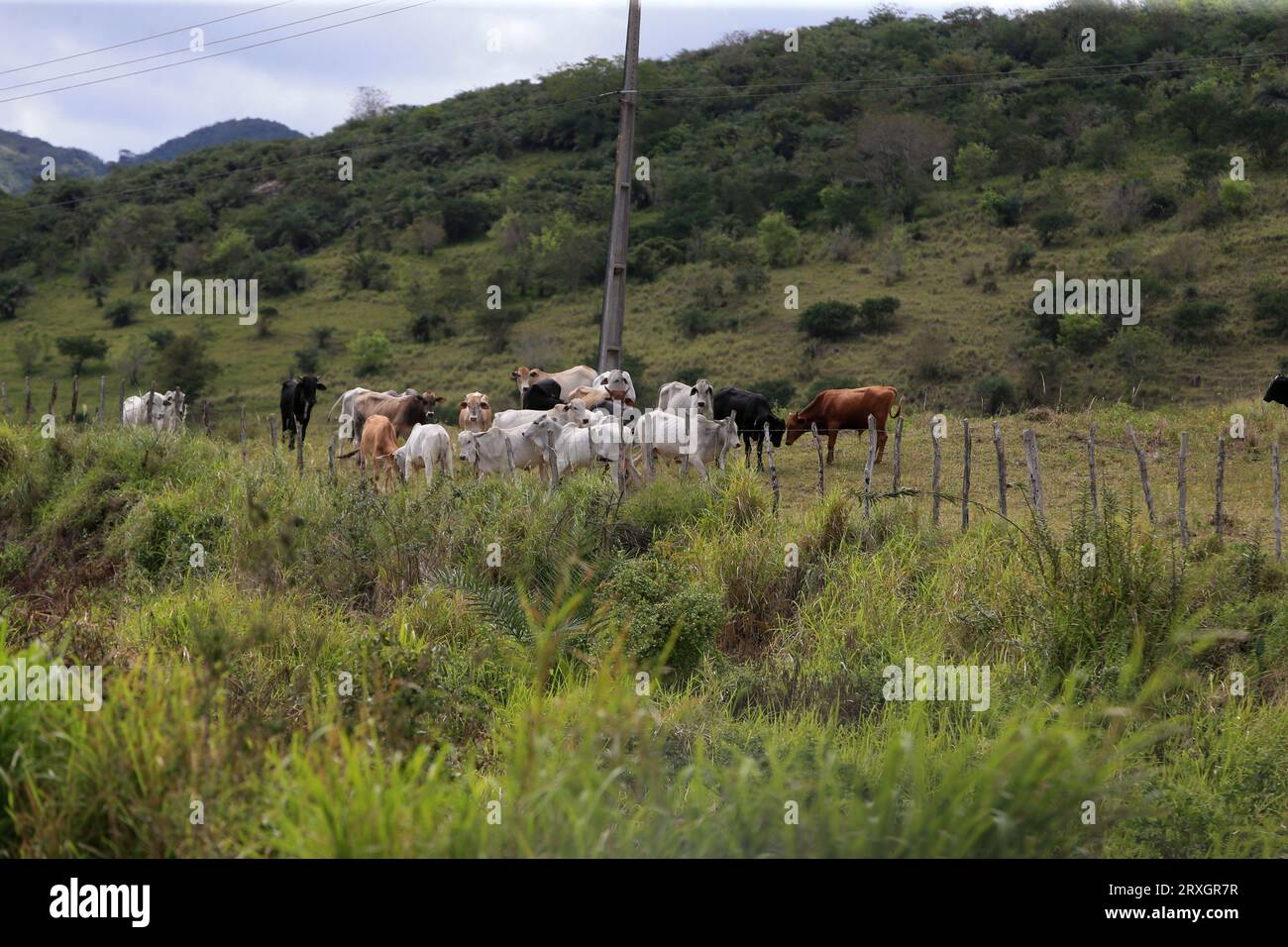 feira de santana, bahia, brasilien - 4. september 2022: Viehzucht in einem Gebiet des caatinga-Bioms im Nordosten Brasiliens. Stockfoto