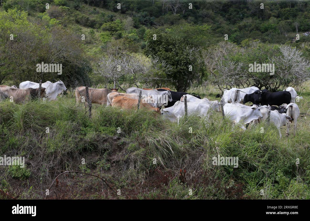 feira de santana, bahia, brasilien - 4. september 2022: Viehzucht in einem Gebiet des caatinga-Bioms im Nordosten Brasiliens. Stockfoto