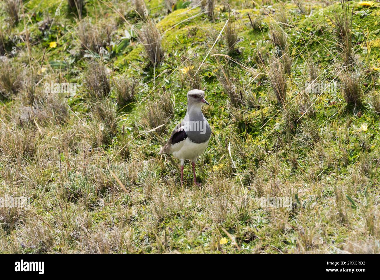 Andenlappen (Vanellus resplendens) im Antisana NP, Ecuador Stockfoto