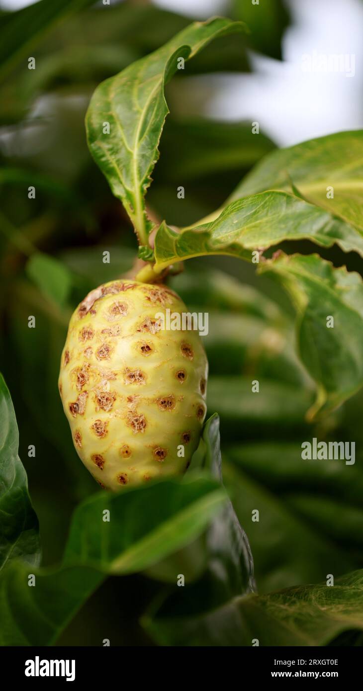 Curaca, bahia, brasilien - 18. september 2023: Noni Fruit - Morinda citrifolia - auf einem Bauernhof im ländlichen Bahia. Stockfoto