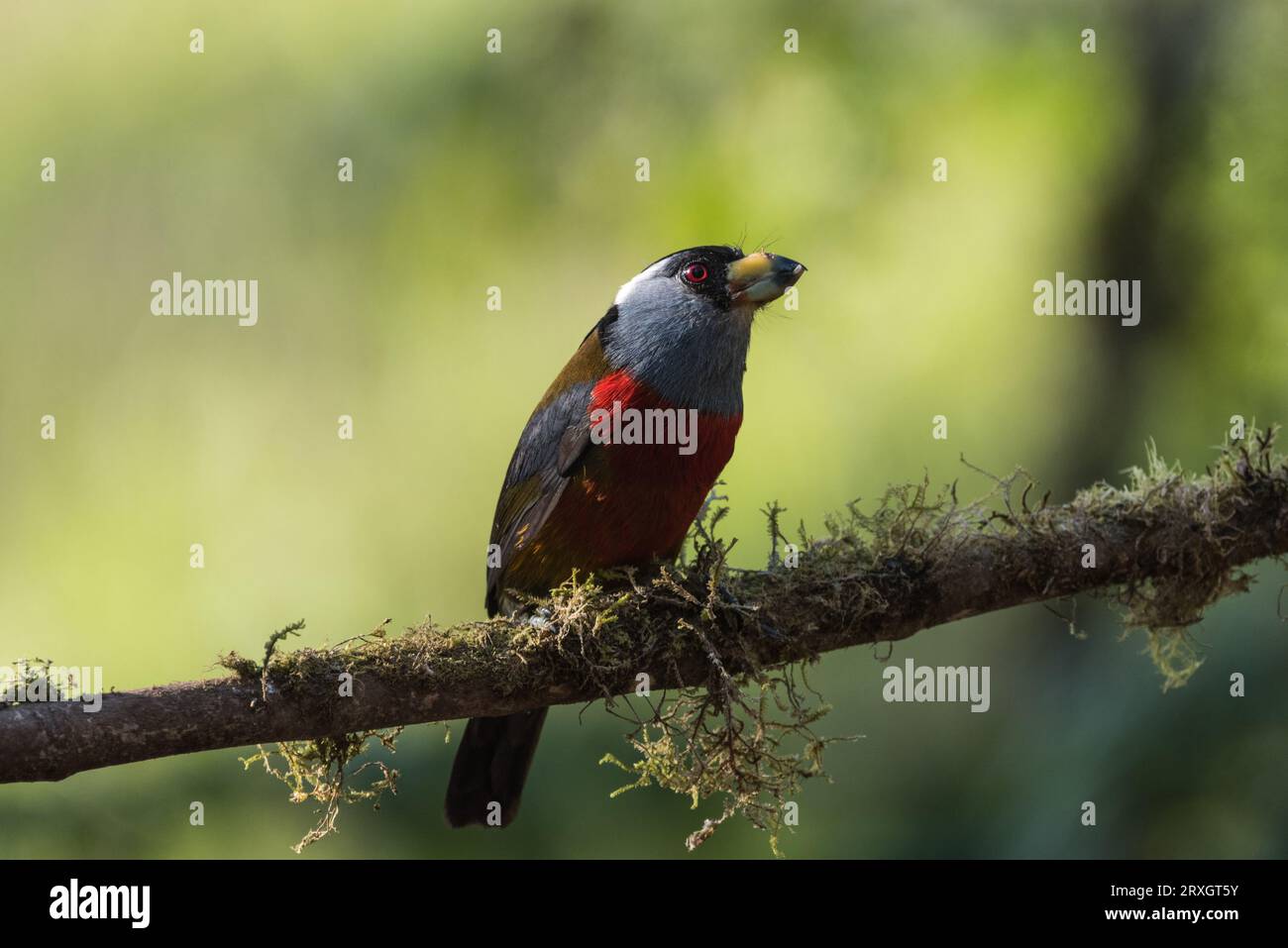 Hoch oben Toucan Barbet (Semnornis ramphastinus) im Refugio Paz de las Aves, Ecuador Stockfoto