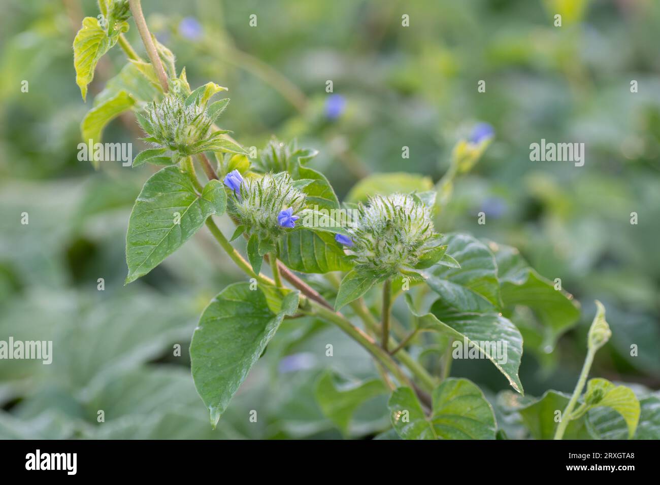 Jacquemontia tamnifolia blüht auf der sandigen Oberfläche von kürzlich gerottetem Land, seine flauschigen, blühenden Cluster sind leicht in der offenen Landschaft zu erkennen. Stockfoto