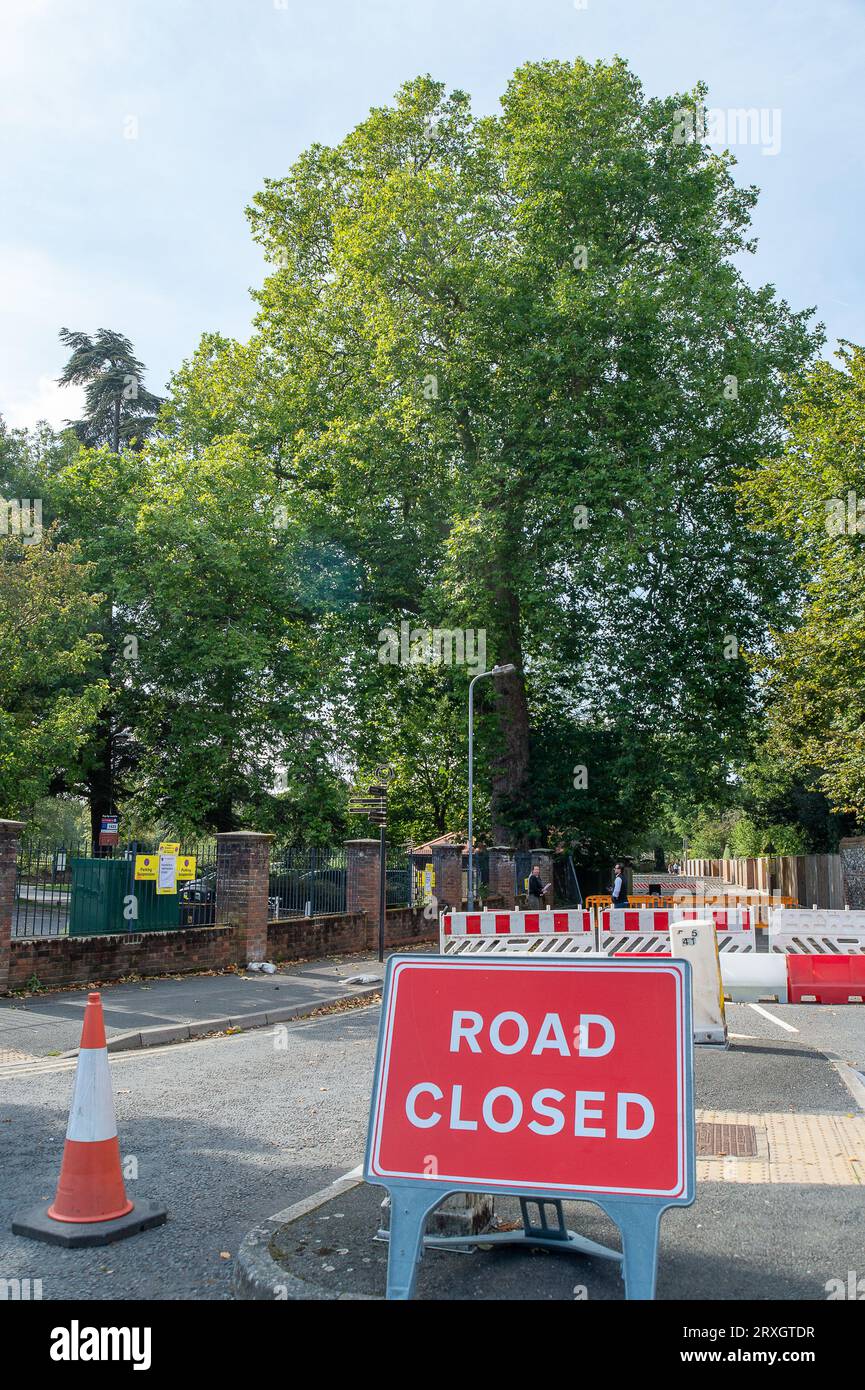 Marlow, Großbritannien. 25. September 2023. In Marlow, Buckinghamshire, ist ein wunderschöner Londoner Plane Tree zu Fällen. Der Baum, der vermutlich etwa 280 Jahre alt ist, befindet sich auf dem Parkplatz der Pound Lane neben dem Higginson Park. Ein Teil des Baumstammes wurde kürzlich in Brand gesetzt, und in der Baumhöhle wurde auch ein Bracket Pilz gefunden. Nach einer Untersuchung des Buckinghamshire Council beschlossen sie, den geliebten Baum zu Fällen (siehe Abbildung). Die Straße daneben bleibt geschlossen, ebenso wie ein großer Teil des Parkplatzes. Quelle: Maureen McLean/Alamy Live News Stockfoto