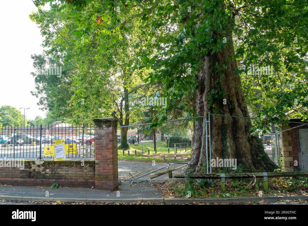 Marlow, Großbritannien. 25. September 2023. In Marlow, Buckinghamshire, ist ein wunderschöner Londoner Plane Tree zu Fällen. Der Baum, der vermutlich etwa 280 Jahre alt ist, befindet sich auf dem Parkplatz der Pound Lane neben dem Higginson Park. Ein Teil des Baumstammes wurde kürzlich in Brand gesetzt, und in der Baumhöhle wurde auch ein Bracket Pilz gefunden. Nach einer Untersuchung des Buckinghamshire Council beschlossen sie, den geliebten Baum zu Fällen (siehe Abbildung). Die Straße daneben bleibt geschlossen, ebenso wie ein großer Teil des Parkplatzes. Quelle: Maureen McLean/Alamy Live News Stockfoto