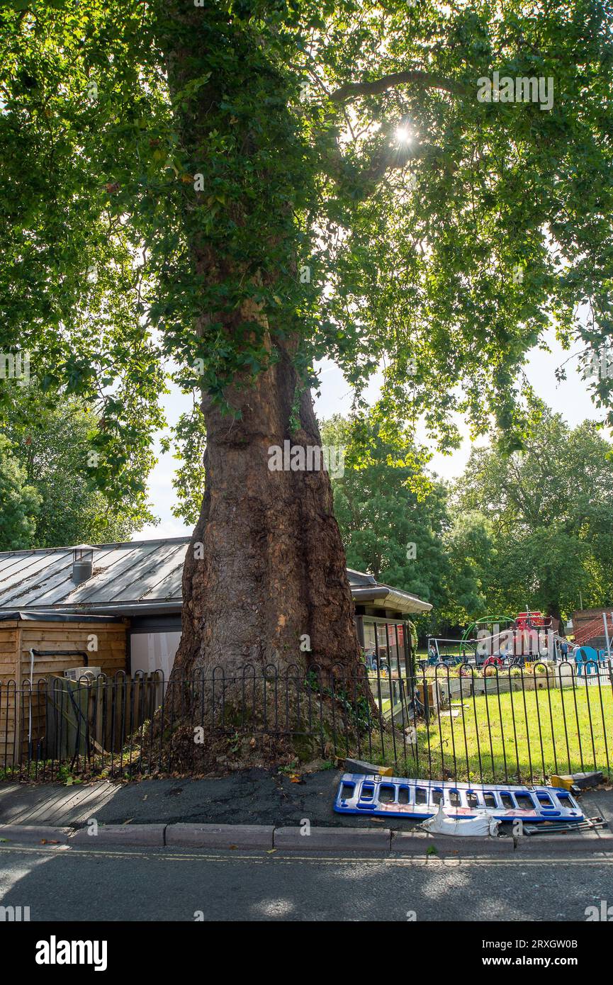 Marlow, Großbritannien. 25. September 2023. In Marlow, Buckinghamshire, ist ein wunderschöner Londoner Plane Tree zu Fällen. Der Baum, der vermutlich etwa 280 Jahre alt ist, befindet sich auf dem Parkplatz der Pound Lane neben dem Higginson Park. Ein Teil des Baumstammes wurde kürzlich in Brand gesetzt, und in der Baumhöhle wurde auch ein Bracket Pilz gefunden. Nach einer Untersuchung durch den Buckinghamshire Council beschlossen sie, den geliebten Baum zu Fällen. Die Straße daneben bleibt geschlossen, ebenso wie ein großer Teil des Parkplatzes. Quelle: Maureen McLean/Alamy Live News Stockfoto