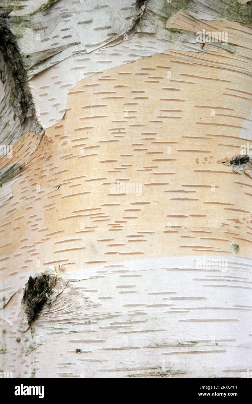 Nahaufnahme der Birkenrinde Betula pendula, die starke schmerzlindernde medizinische Eigenschaften sowie eine weit verbreitete Verwendung als Furnier hat. Bi Stockfoto