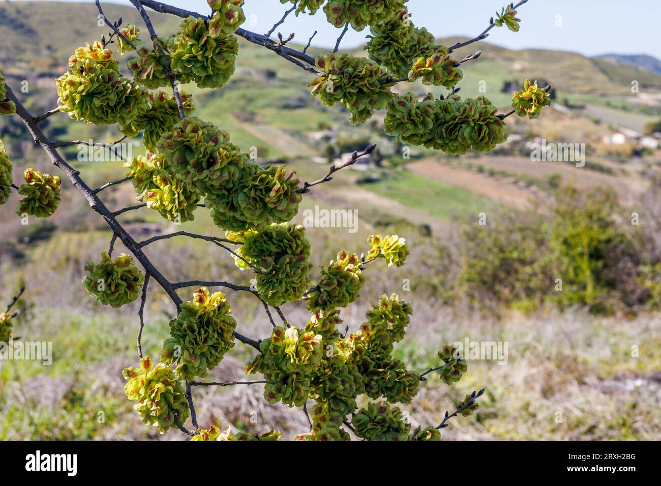 Landschaft mit Weinbergen in der Provinz Marsala auf der Insel Sizilien, Italien Stockfoto
